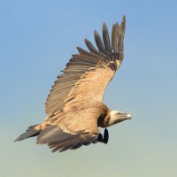 Griffon Vulture, Spain, Spanish Birding Tour, Naturalist Journeys