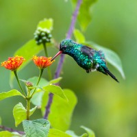 Glittering-bellied Emerald, Argentina, Argentina Nature Tour, Argentina Birding Tour, Naturalist Journeys 