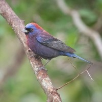 Varied Bunting, Texas Hill Country, Naturalist Journeys 