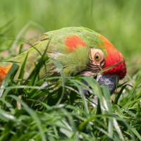 Red-fronted Macaw