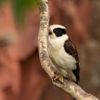Laughing Falcon, Oaxaca, Oaxaca Birding Trip, Oaxaca Nature Trip, Mexico Birding Trip, Mexico Nature Trip, Naturalist Journeys