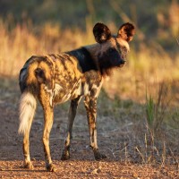 African Wild Dog, Africa, Safari