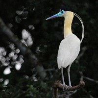 Capped Heron, Amazon River Cruise, Amazon Basin, Peru, Naturalist Journeys