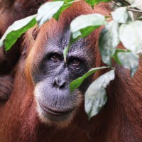 Orangutan, Borneo, Borneo Birding Tour, Borneo Nature Tour, Naturalist Journeys 