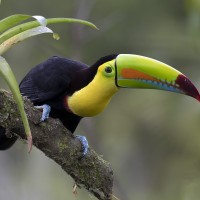 Keel-billed Toucan, Costa Rica, Naturalist Journeys
