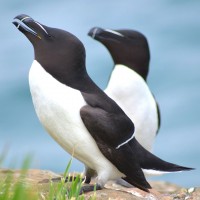 Razorbills, Iceland, Iceland Birding Tour, Iceland Nature Tour, Iceland Wildlife Tour, Naturalist Journeys