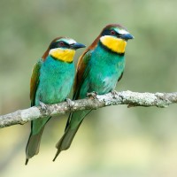 European Bee-eater, Greece, Greece Birding Tour, Greece Nature Tour, Spring Migration Tour, Naturalist Journeys