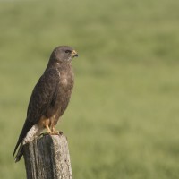 Swainson's Hawk, Broad-winged Hawk, Mexico, Mexico Birding Tour, Mexico Migration Tour, Mexico Nature Tour, Veracruz, Naturalist Journeys
