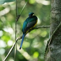 Gartered Trogon, Belize, Naturalist Journeys