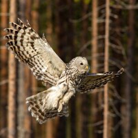 Finland Birding Tour, Finland Nature Tours, Naturalist Journeys, Europe Birding, Norway, Norway Birding Tour