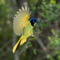 Green Jay, South Texas, South Texas Nature Tour, South Texas Birding Tour, Naturalist Journeys