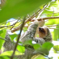 Brown-throated Three-toed Sloth, Panama, Naturalist Journeys