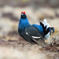 Black Grouse, Scotland, Scotland Nature Tour, Scotland Birding Tour, Naturalist Journeys