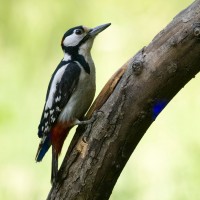 Syrian Woodpecker, Austria, Hungary, Naturalist Journeys 