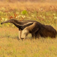 Giant Anteater, Guyana, Naturalist Journeys