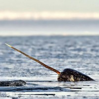 Narwhal, Lancaster Sound, Arctic Cruise
