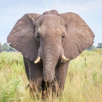Elephants, Okavango Delta, Botswana, African Safari, Botswana Safari, Naturalist Journeys 