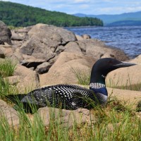 Common Loon