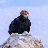 California Condor, Natural Bridge, National Parks, Southwest National Parks, Utah, Naturalist Journeys, Utah Birding Tour