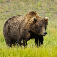 Katmai, Alaska, Naturalist Journeys 