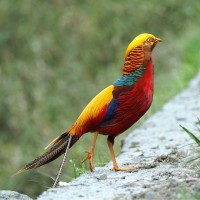 Golden Pheasant, China, China Birds, Explore Asia