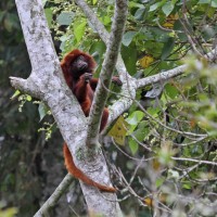 Red Howler Monkey, Colombia Santa Marta, Naturalist Journeys