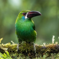 Crimson-rumped Toucanet, Ecuador birding & nature tour