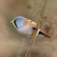 Bearded Reedling, Belgium, Netherlands