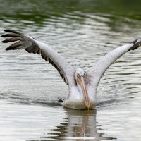 Dalmatian Pelican, Bulgaria Birding Tour, Bulgaria Nature Tour, Romania Birding Tour, Romania Nature Tour, Bulgaria and Romania Birding Tour, Naturalist Journeys