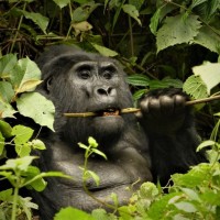 Gorilla, Uganda, Uganda Safari, Uganda Wildlife Tour, Uganda Nature Tour, Naturalist Journeys