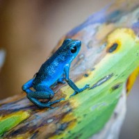 Frog, Panama, Panama Birding Tour, Panama Nature Tour, Naturalist Journeys