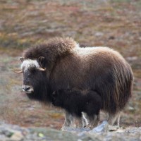 Muskox