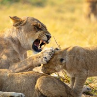 Lion, Kenya, Kenya Safari, Kenya Wildlife Safari, African Safari, Kenya Birding Tour, Naturalist Journeys