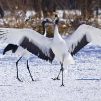 Red-crowned Crane, Japanese Macaque, Japan tour, Japanese nature tour, Japan birding, Japan Birding & nature, Naturalist Journeys 