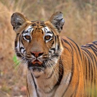 Mrs Gould's Sunbird, India Nature Tour, India Wildlife Tour, India Wildlife Safari, Naturalist Journeys