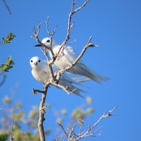 White Tern, Seychelles, Seychelles Birding Tour, Seychelles 