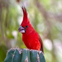 Vermilion Cardinal, Colombia Santa Marta, Naturalist Journeys