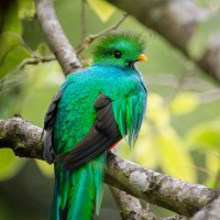 Resplendent Quetzal, Panama, Panama Birding Tour, Panama Nature Tour, Naturalist Journeys