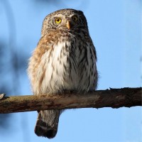 Eurasian Pygmy-Owl