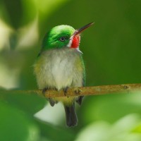 Puerto Rican Tody