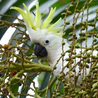 Sulphur-crested Cockatoo