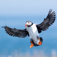 Puffin