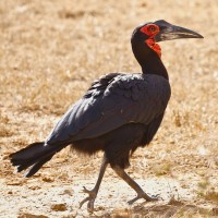 Southern Ground Hornbill, Tanzania, Naturalist Journeys