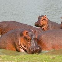 Giraffe, South Africa, African Safari, South African Safari, South Africa Wildlife Safari, Naturalist Journeys