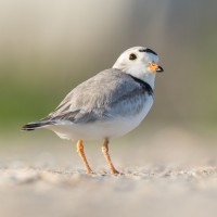 Piping Plover, South Florida, Naturalist Journeys 