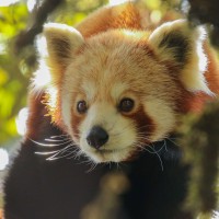 Red Panda, India Nature Tour, India Wildlife Tour, India Wildlife Safari, Naturalist Journeys