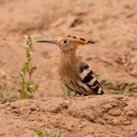Hoopoe, Morocco, Morocco Birding Tour, Morocco Nature Tour, Morocco Wildlife Tour, Naturalist Journeys