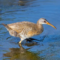 Wood Stork, Georgia, Little St. Simons Island, Savannah, Georgia Birding Tour, Georgia Nature Tour, Naturalist Journeys