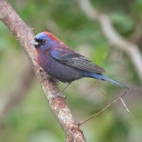Varied Bunting, Texas Hill Country, Naturalist Journeys 