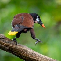 Montezuma Oropendola